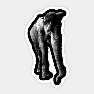 elephant, asia elephant Sticker